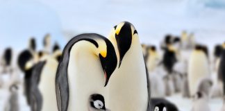 факты об императорских пингвинах
