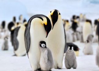 факты об императорских пингвинах