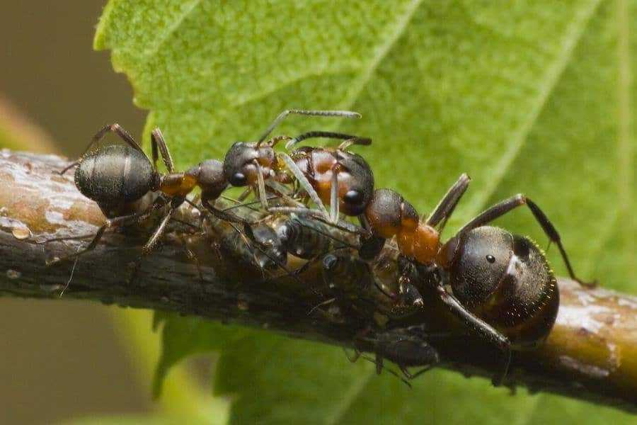 Амазонские муравьи