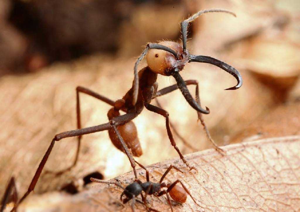 армейские муравьи