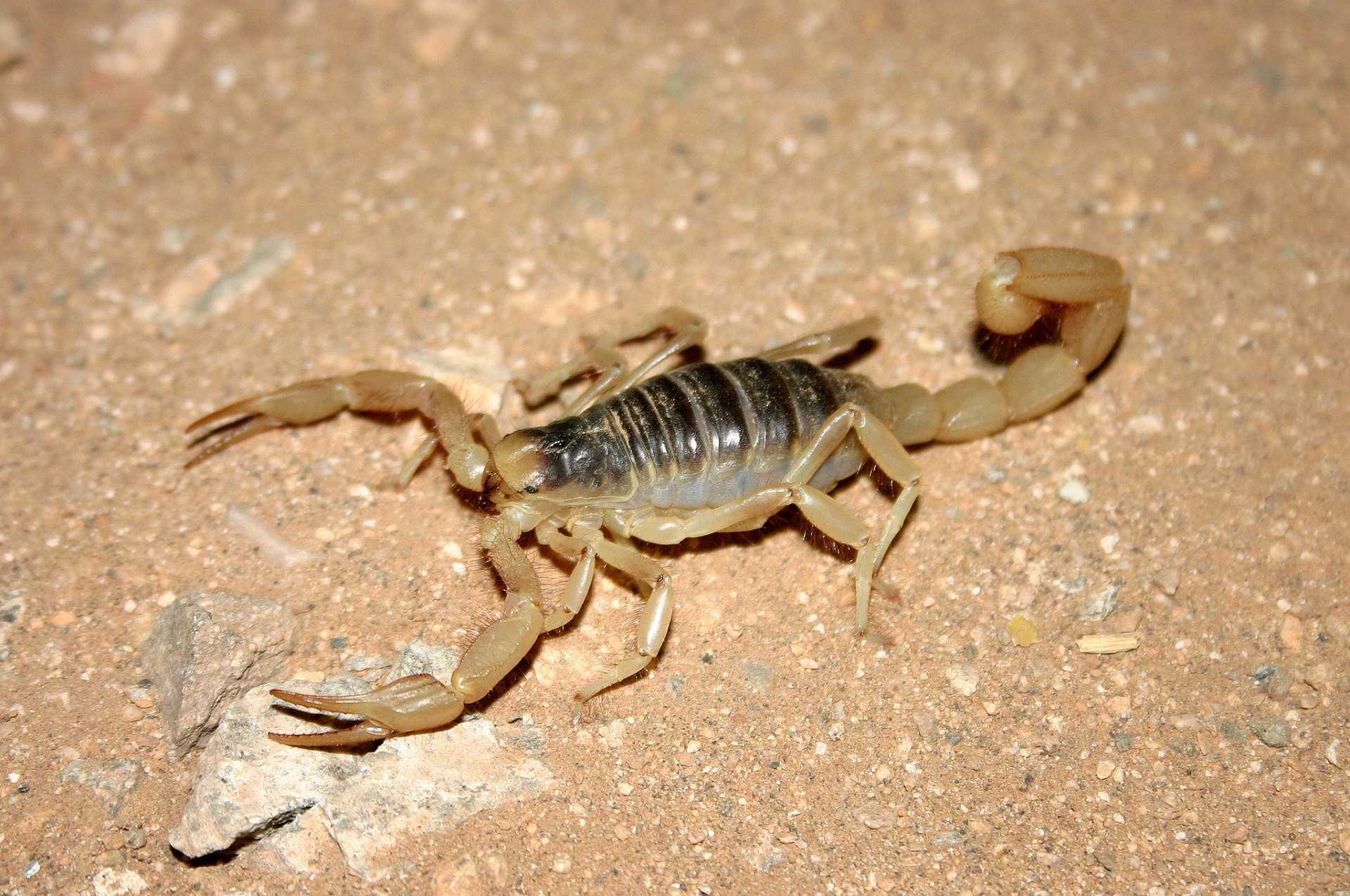 11 невероятных фактов о скорпионах