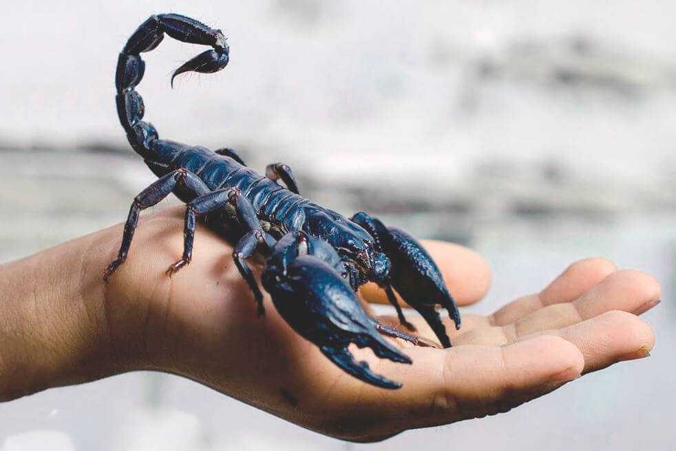 11 невероятных фактов о скорпионах