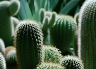 Интересные факты о кактусах, которые вы никогда не слышали