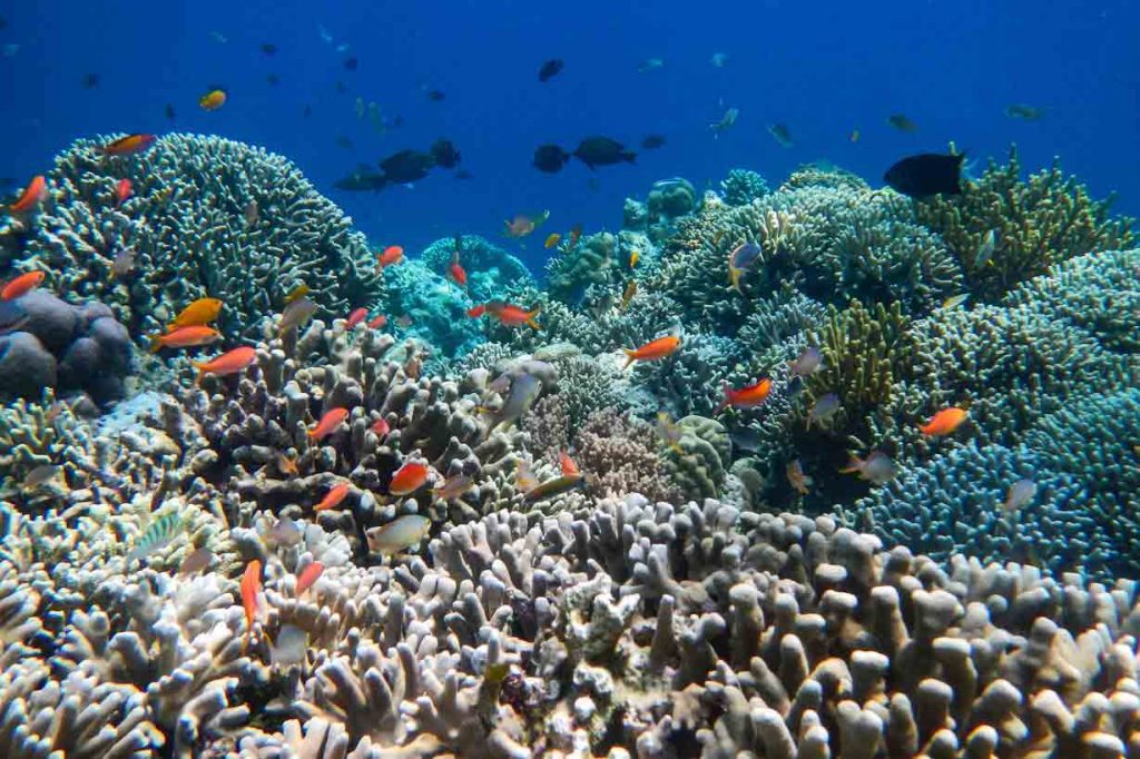 В водах Индонезии обитает около 3 000 видов рыб