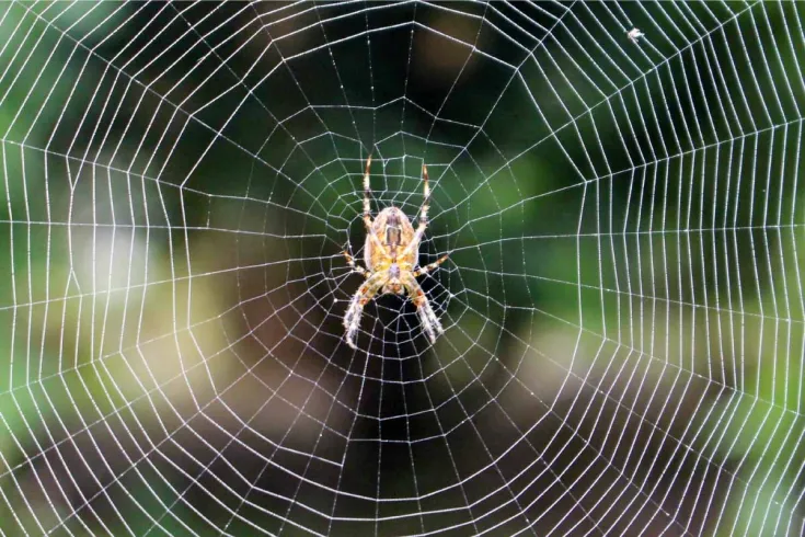 паук в середине паутины