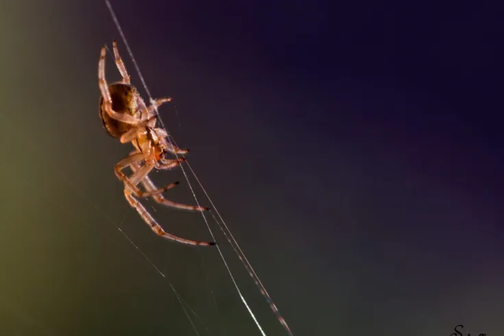 spider on web angle